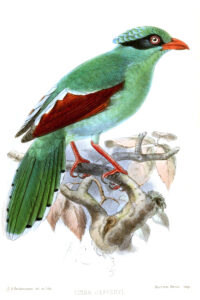 Bornean Green Magpie