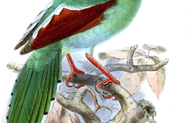 Bornean Green Magpie