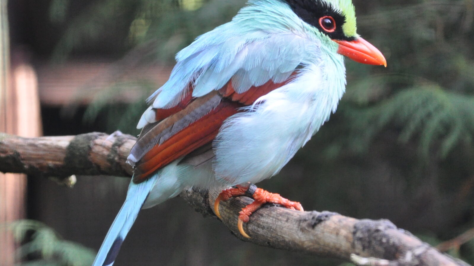 Indochinese Green Magpie