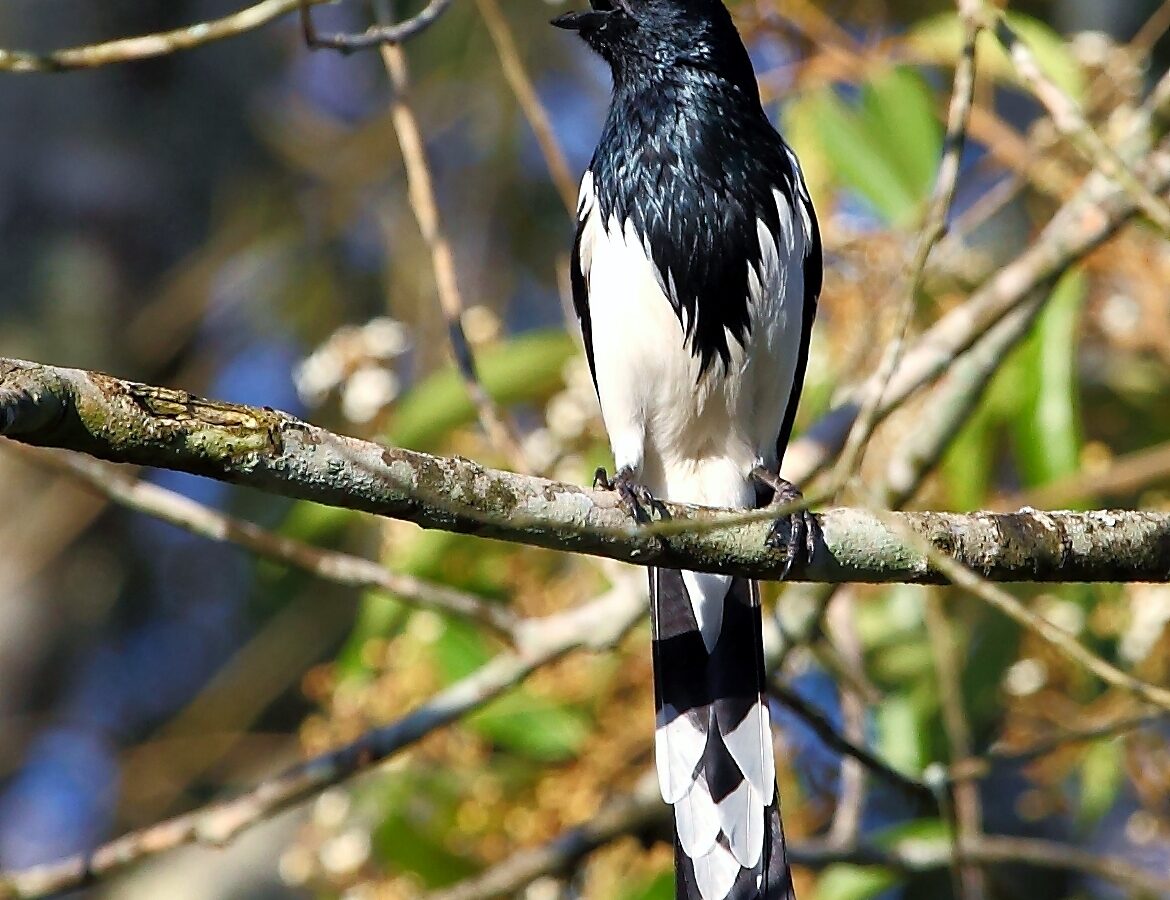 Magpie Tanager