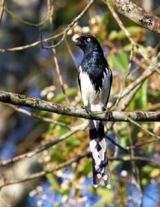 Magpie Tanager