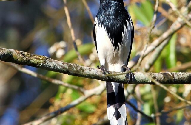 Magpie Tanager