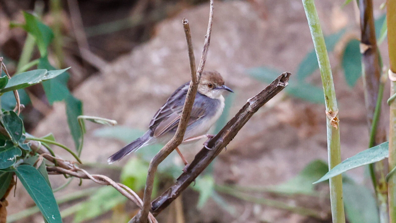 White-tailed Cisticola