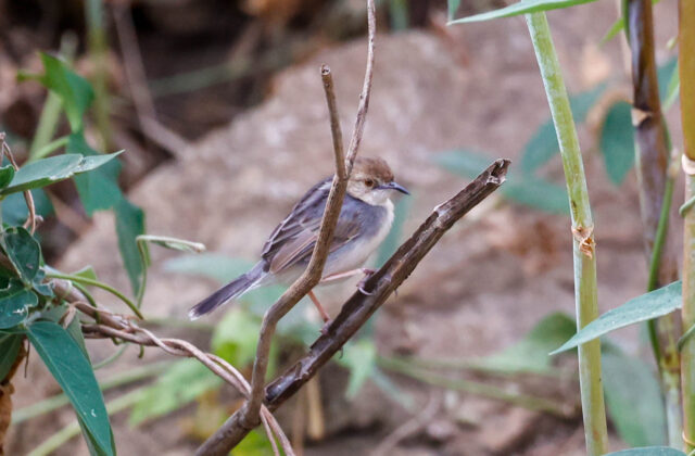 White-tailed Cisticola