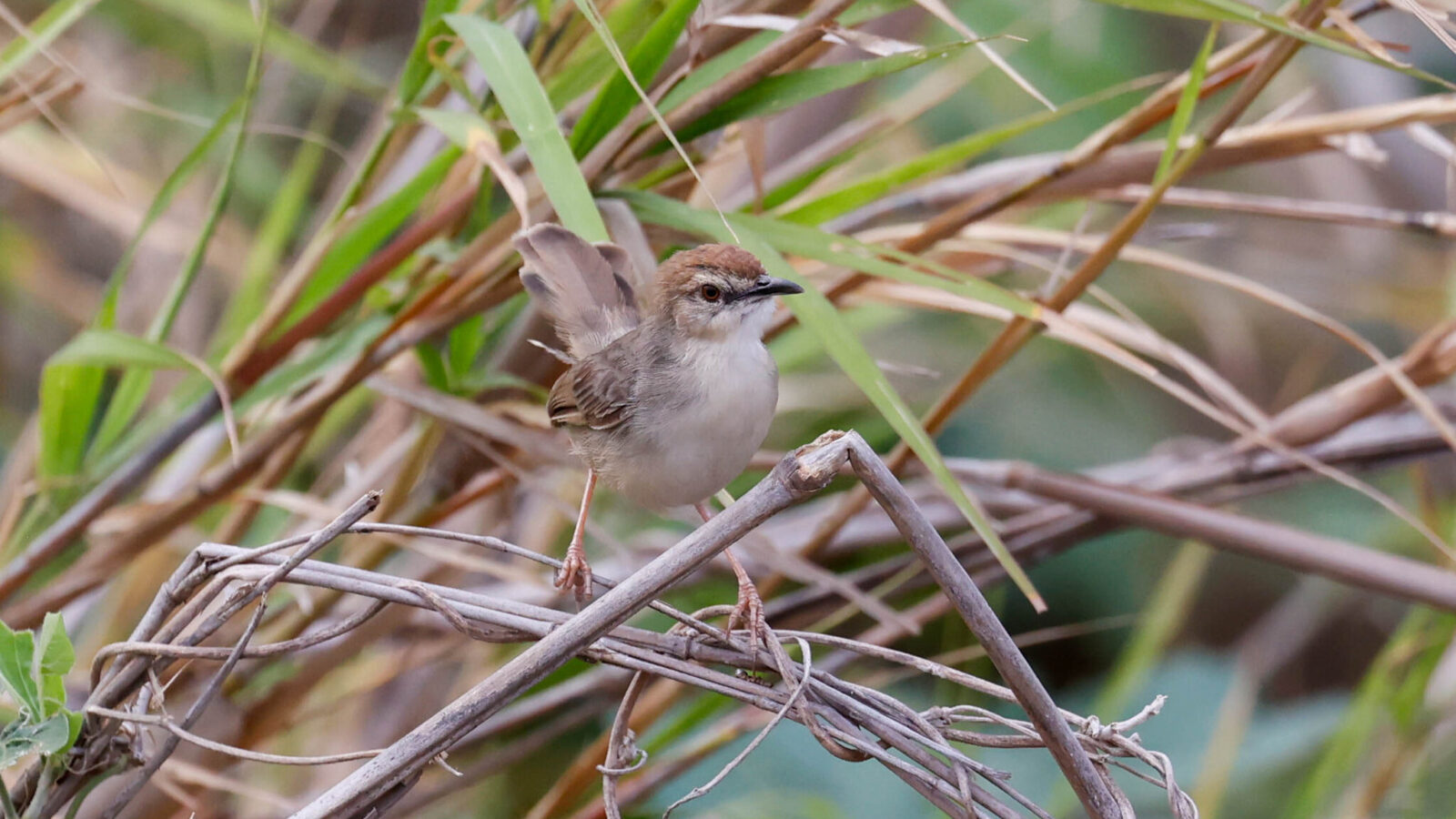 Kilombero Cisticola