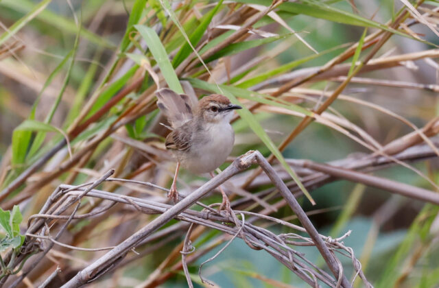 Kilombero Cisticola