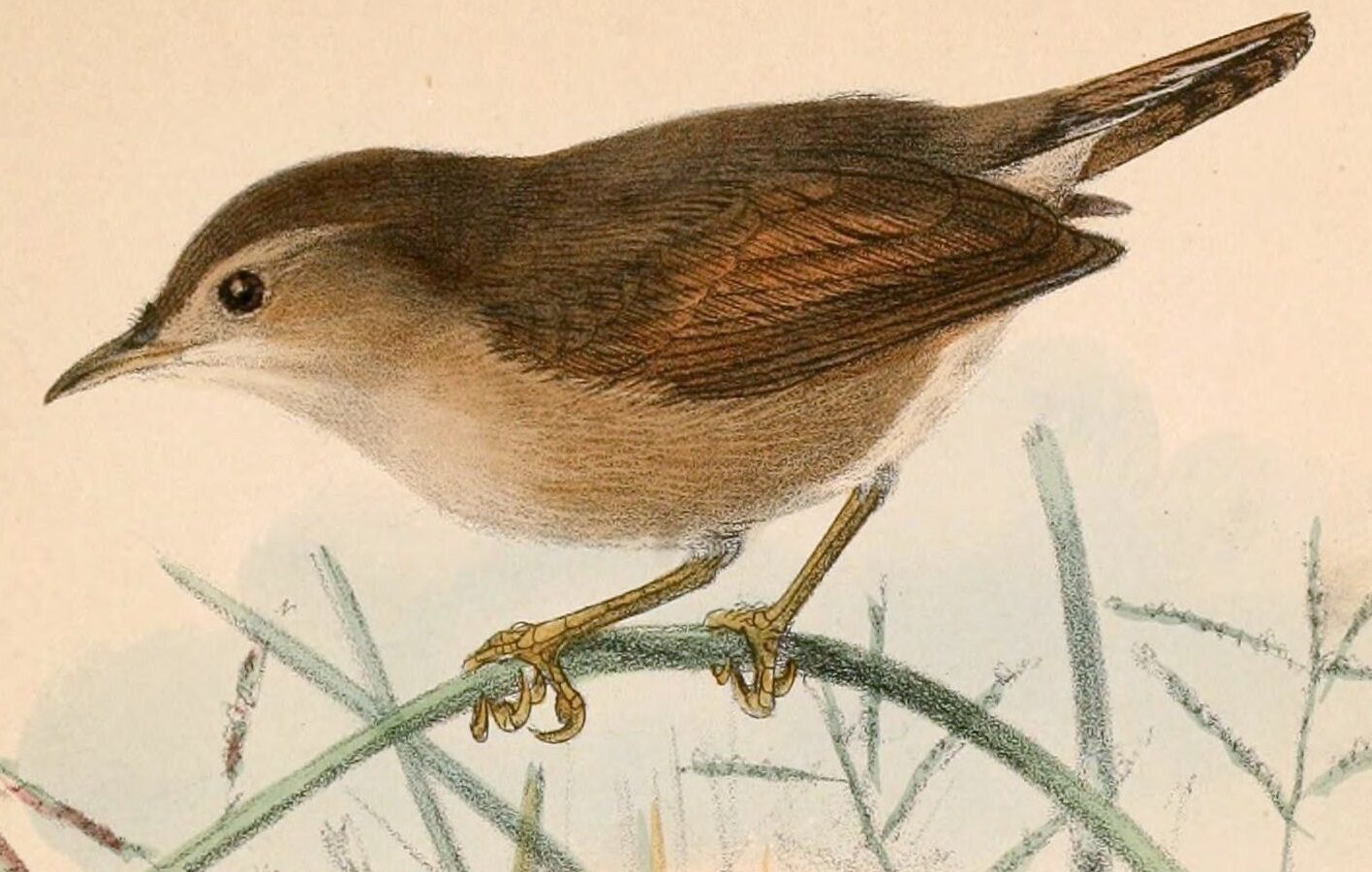 Short-winged Cisticola