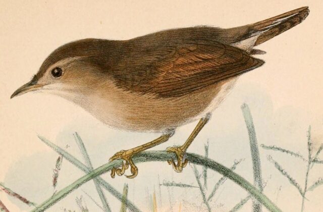 Short-winged Cisticola