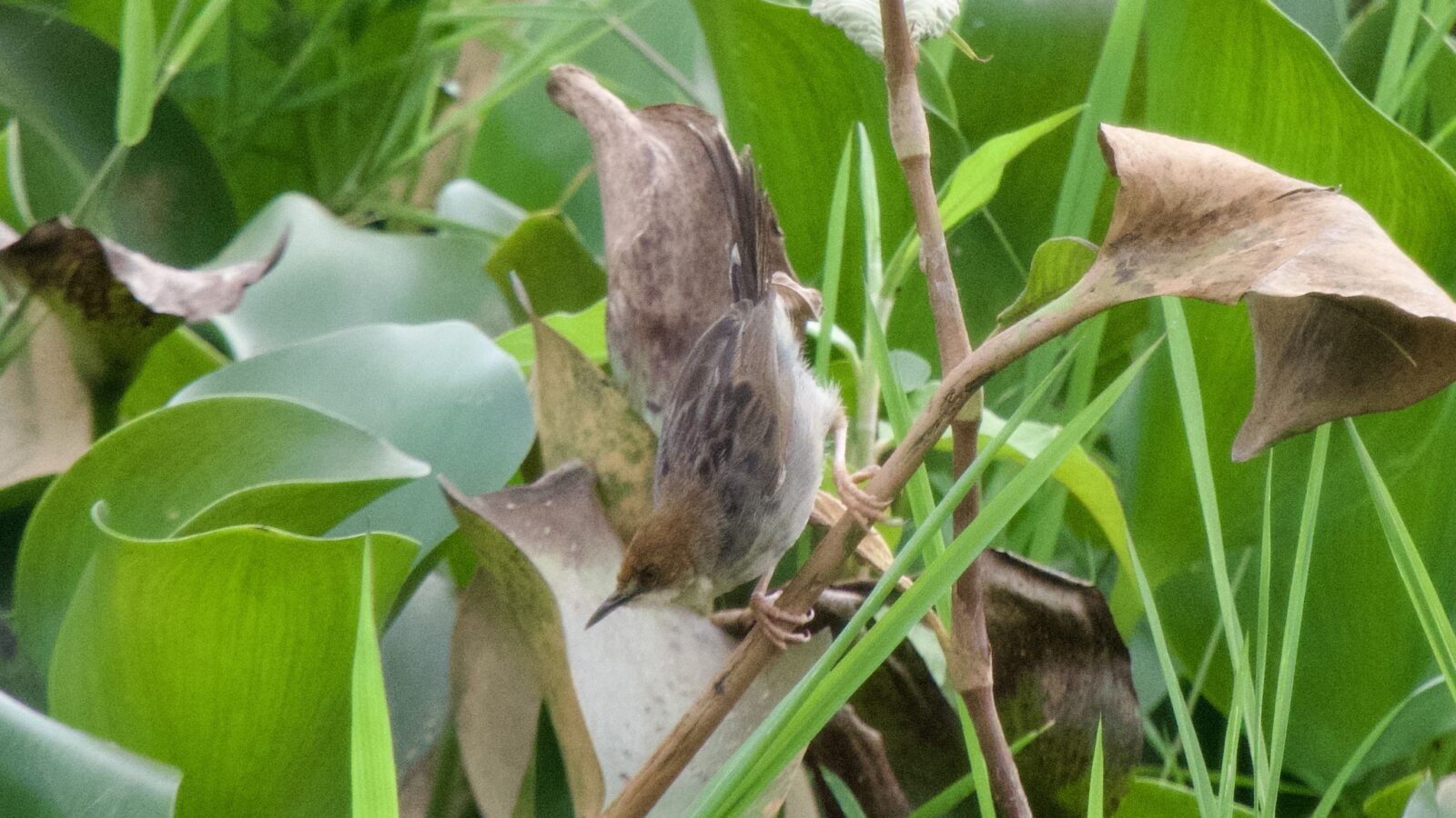 Carruthers’s Cisticola
