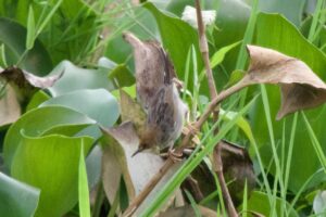 Carruthers’s Cisticola