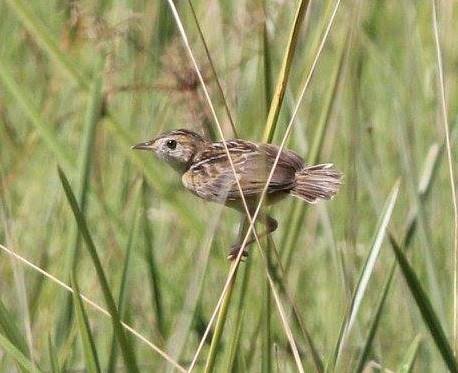 Dambo Cisticola