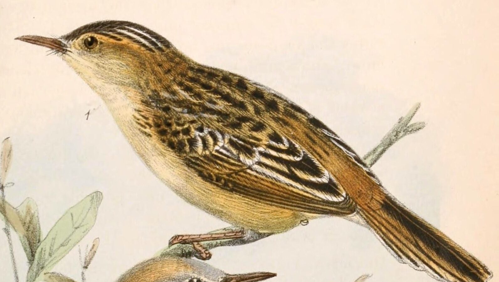 Black-backed Cisticola