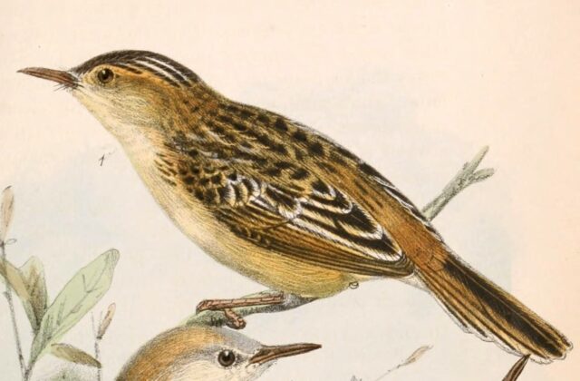 Black-backed Cisticola