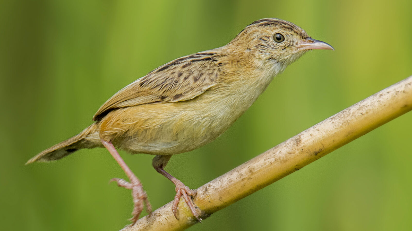 Zitting Cisticola