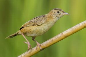 Zitting Cisticola