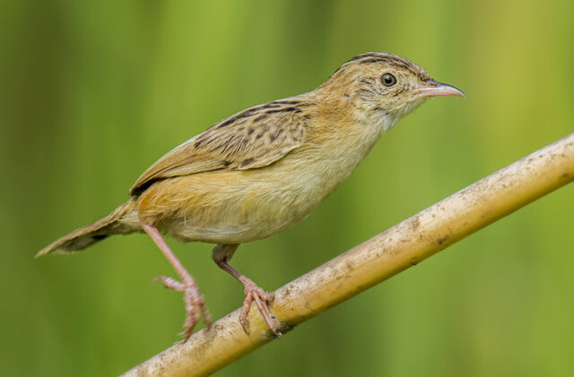 Zitting Cisticola