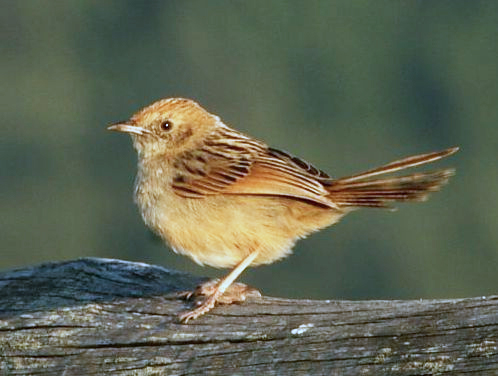 Wailing Cisticola