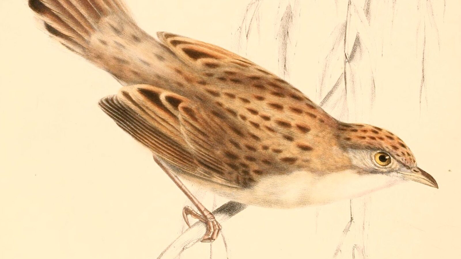 Croaking Cisticola