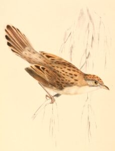 Croaking Cisticola