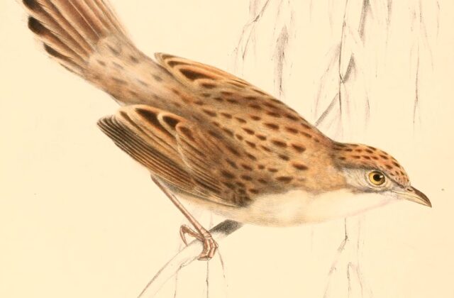 Croaking Cisticola