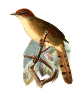 Black-lored Cisticola