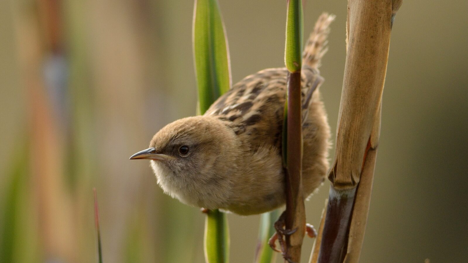 Apolinar’s Wren