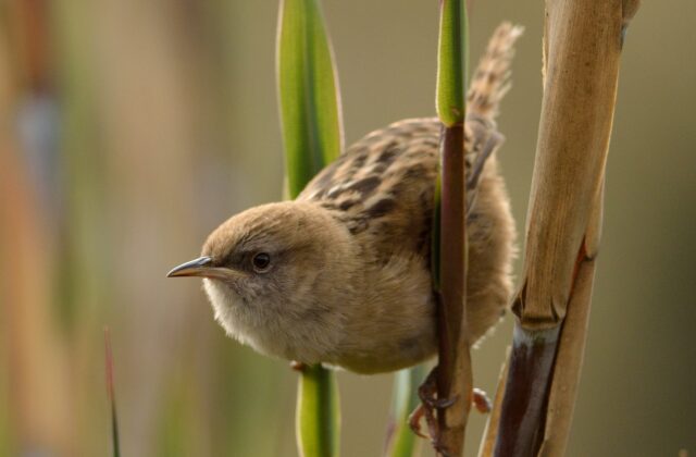 Apolinar’s Wren
