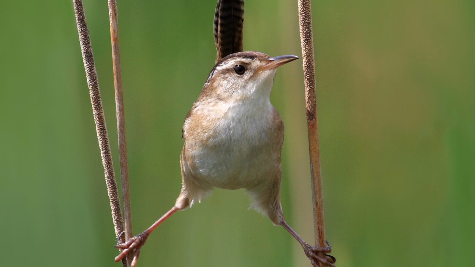 Marsh Wren