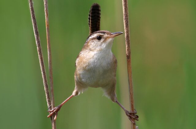 Marsh Wren