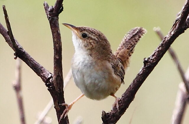 Grass Wren