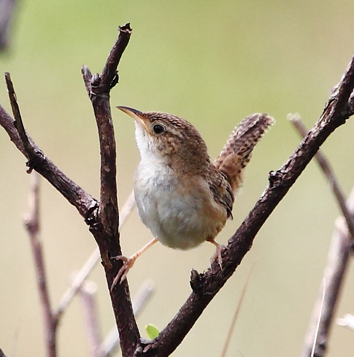 Grass Wren