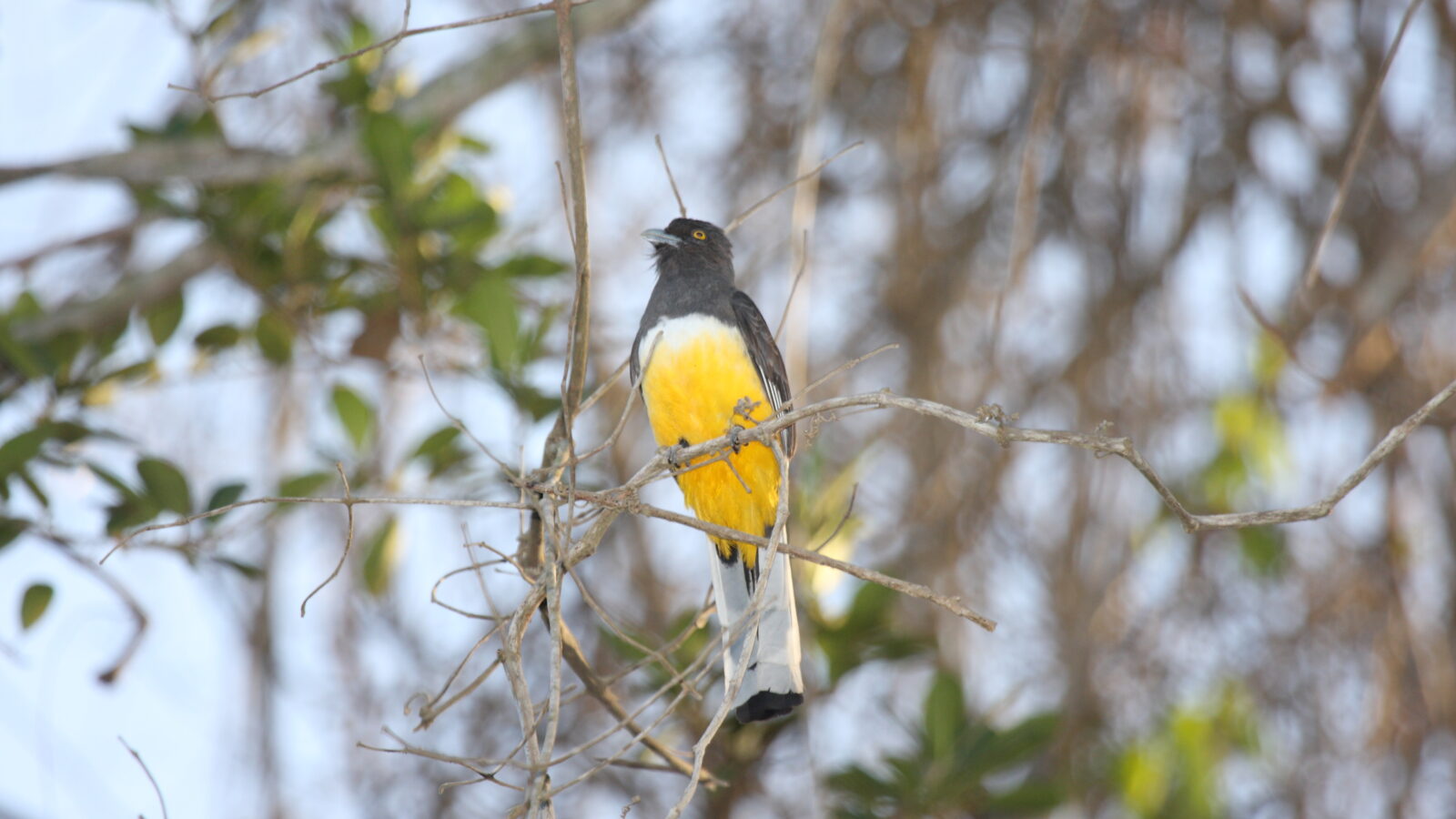 Citreoline Trogon
