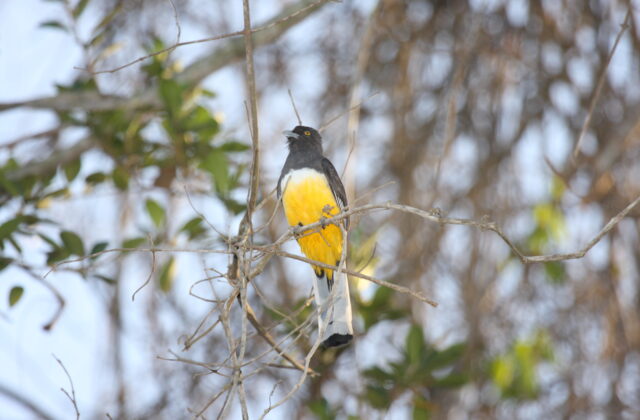 Citreoline Trogon