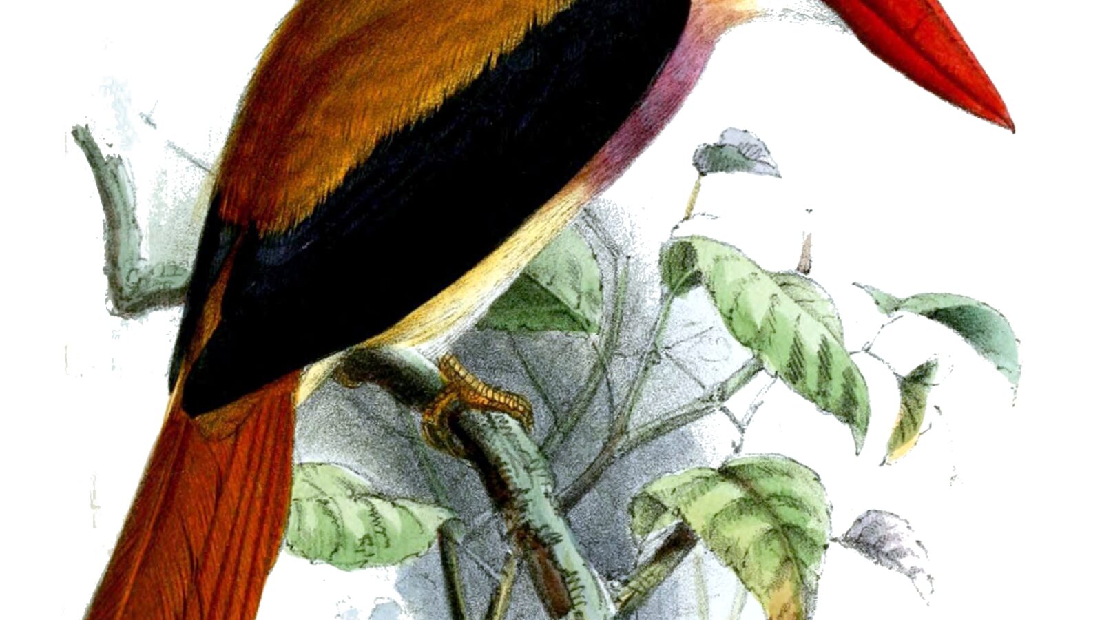 Sangihe Lilac Kingfisher