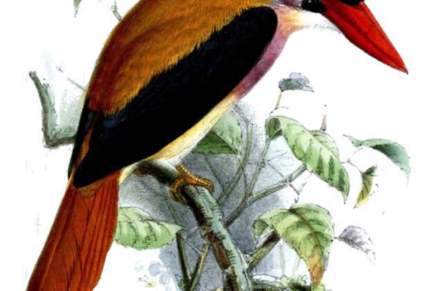 Sangihe Lilac Kingfisher