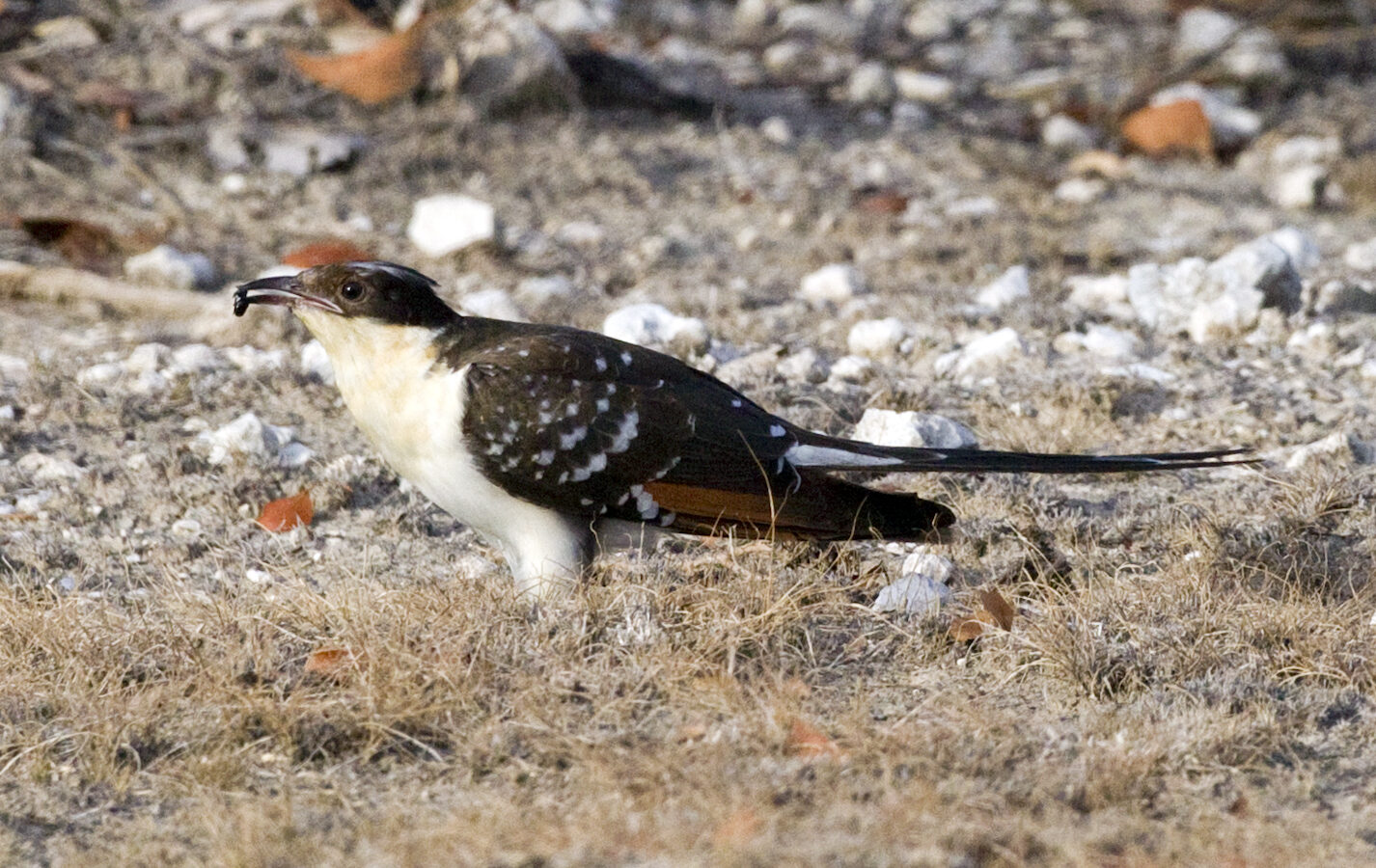 Great Spotted Cuckoo
