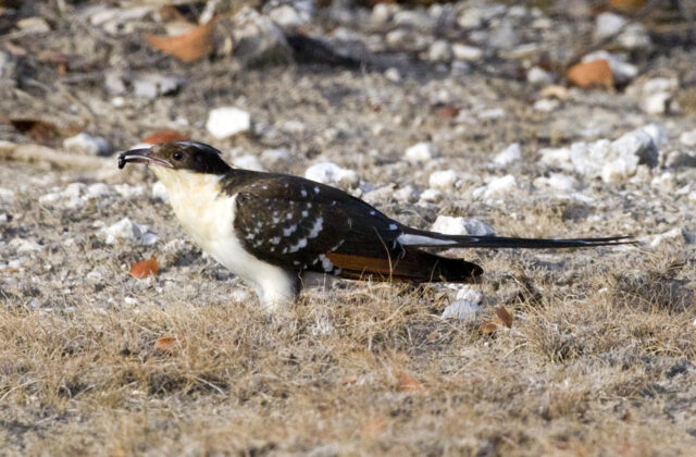 Great Spotted Cuckoo
