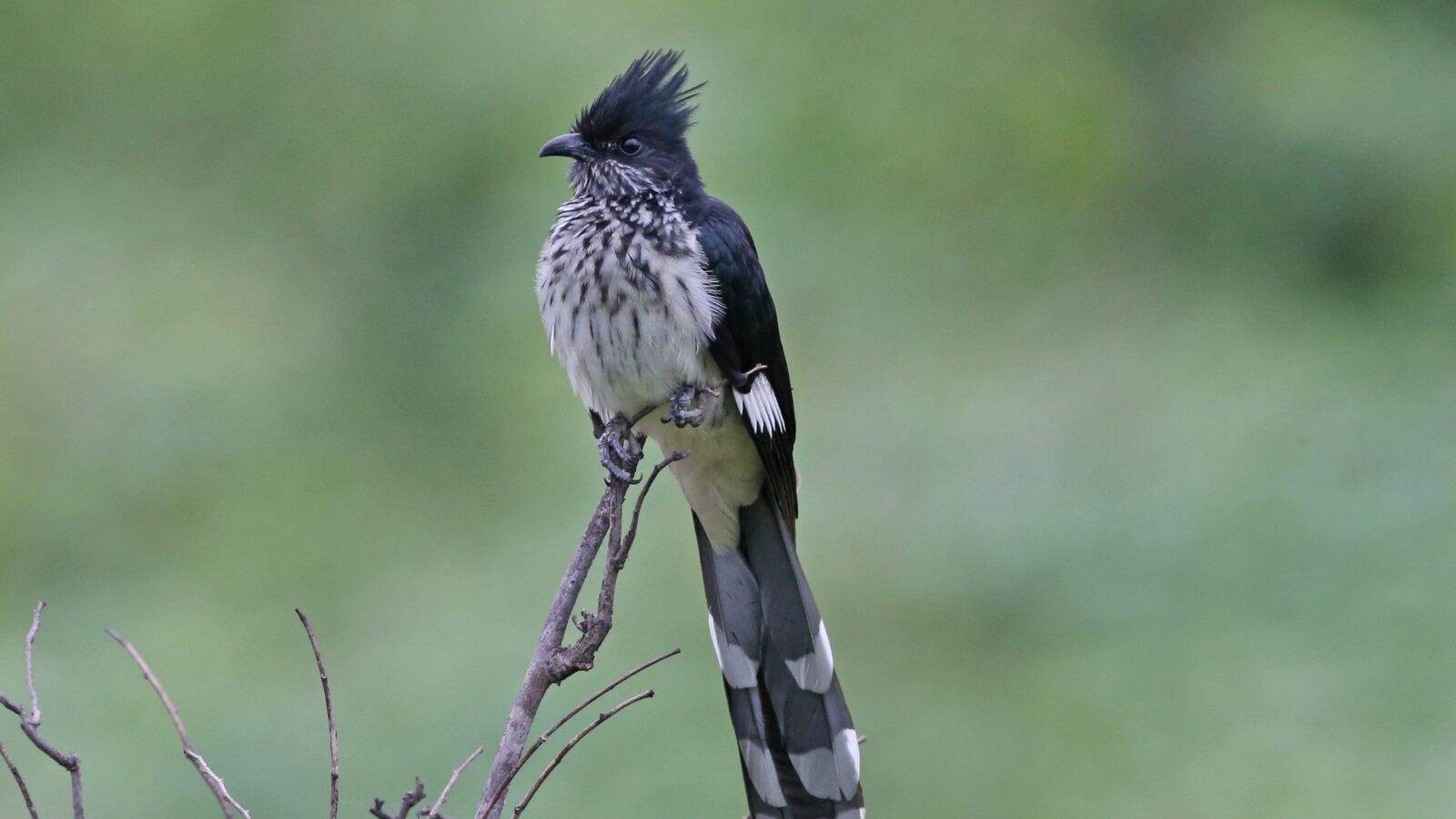 Levaillant’s Cuckoo