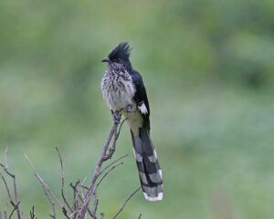 Levaillant’s Cuckoo