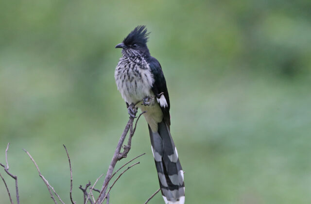 Levaillant’s Cuckoo