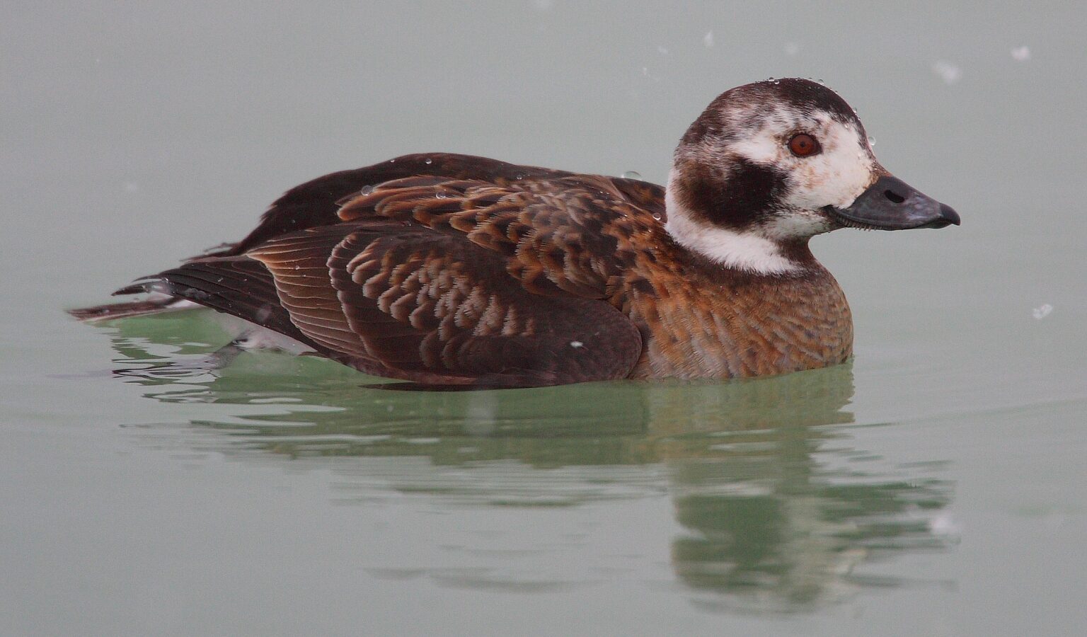 Long-tailed Duck