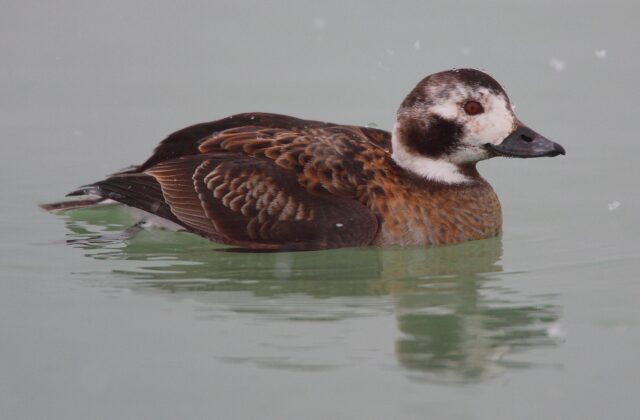 Long-tailed Duck
