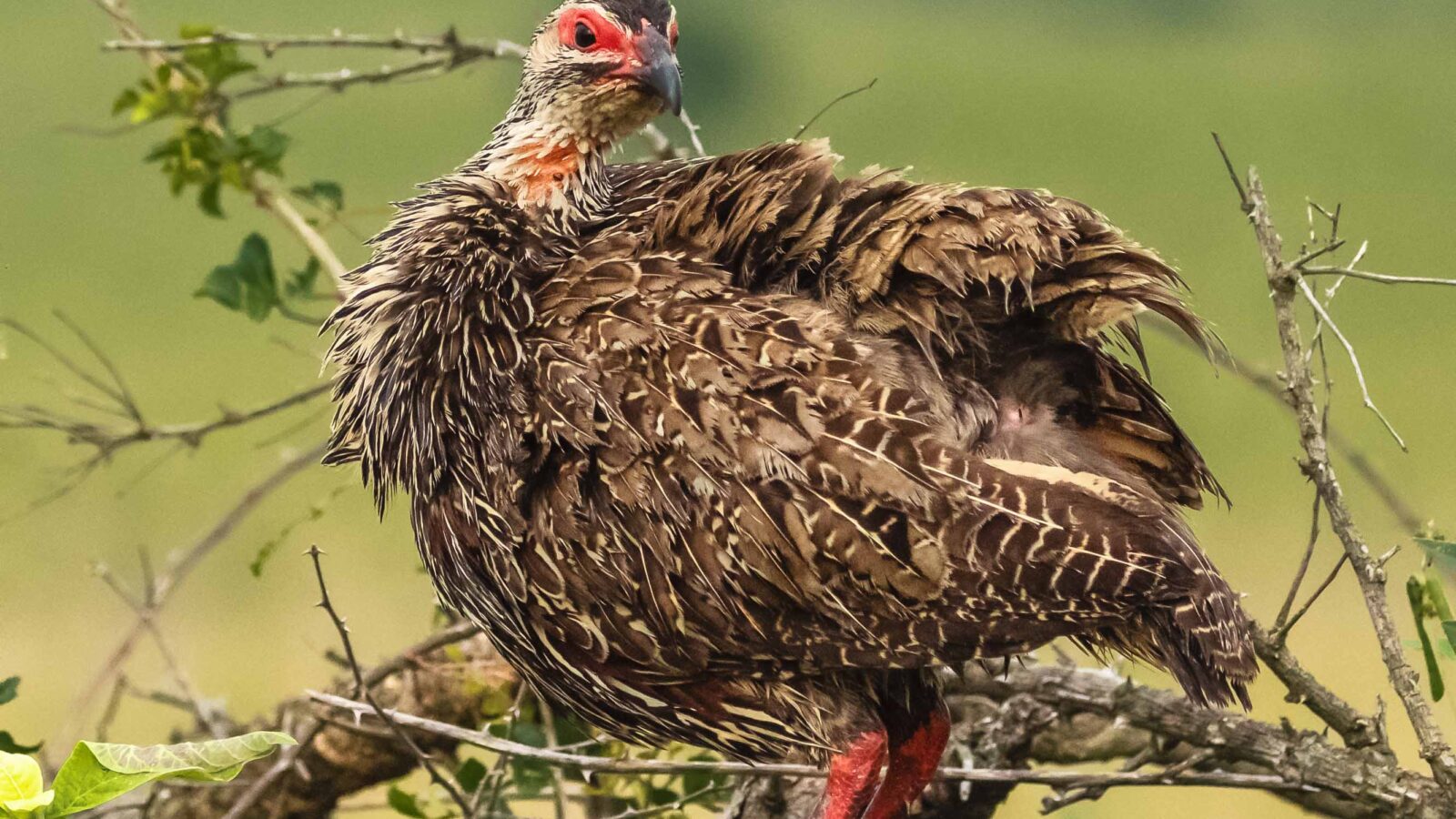 Clapperton’s Spurfowl
