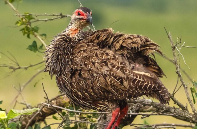 Clapperton’s Spurfowl