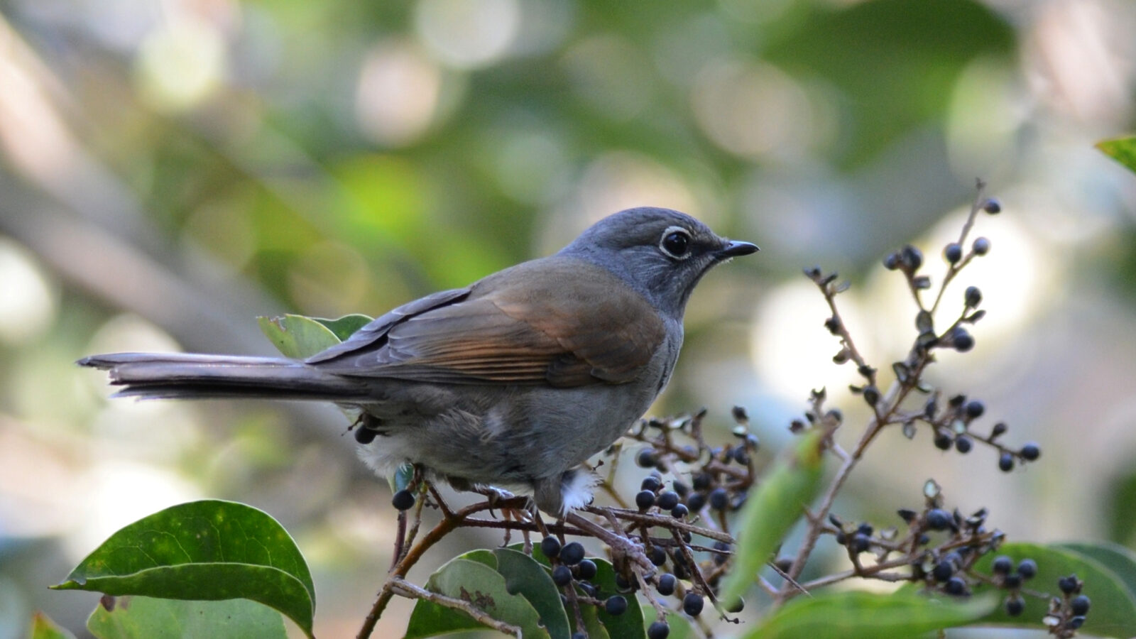 Brown-backed Solitaire