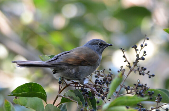 Brown-backed Solitaire