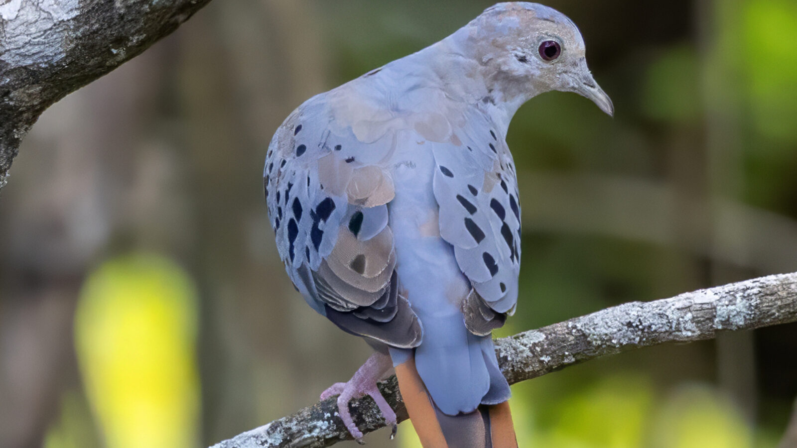 Blue Ground Dove