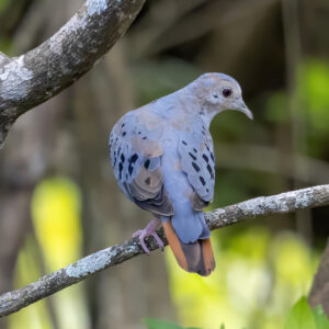 Blue Ground Dove