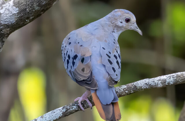 Blue Ground Dove