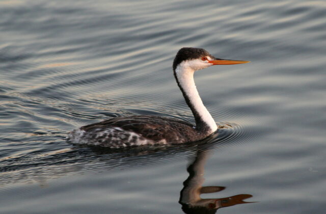 Clark’s Grebe